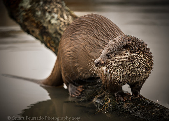 Otter 1