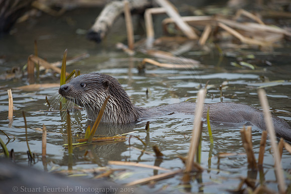 Otter