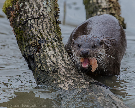 Otter