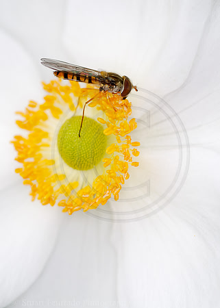 Hover fly