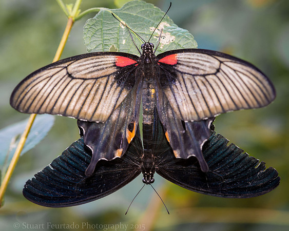The mating game