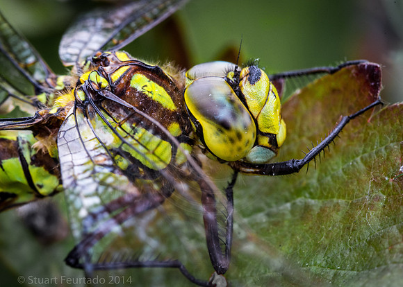 Hairy Dragonfly (Brachytron pratense)