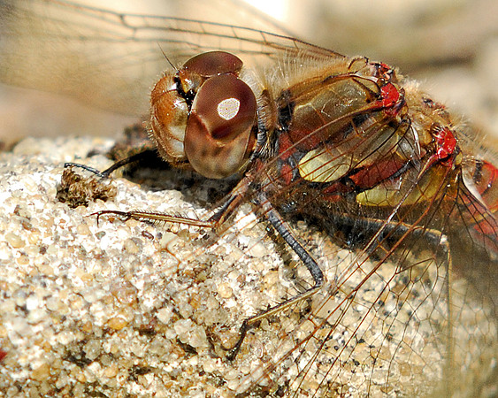 Common darter