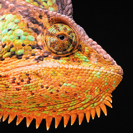 Chamelion 1