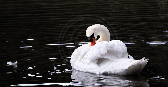 Preening