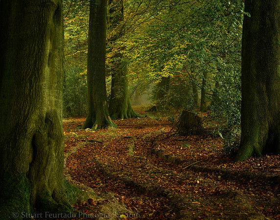 Barnse's Grove 2