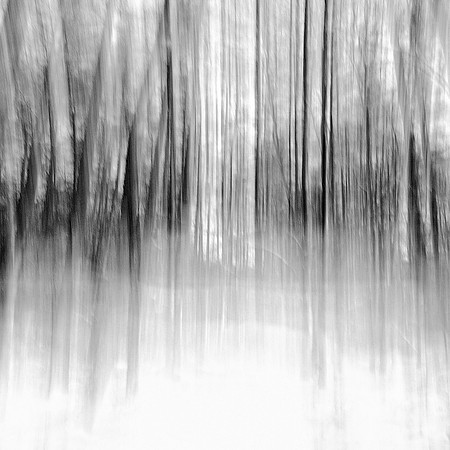 Winter trees