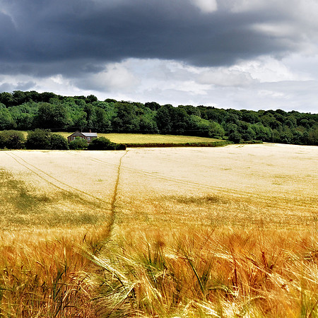 Barley Field