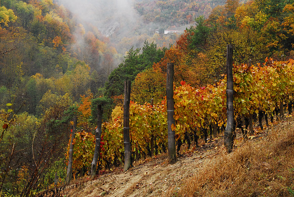 Autumn vinyard