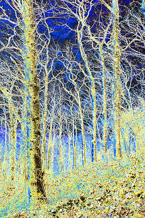 Blue wood