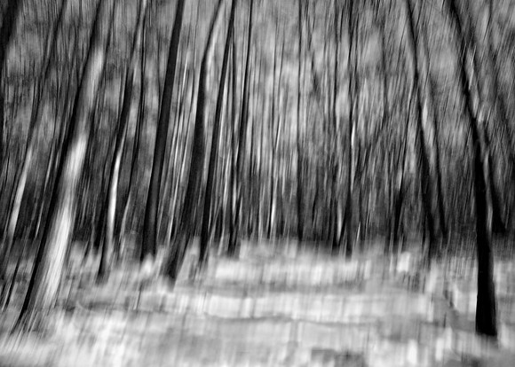 Bradenham Wood monochrome