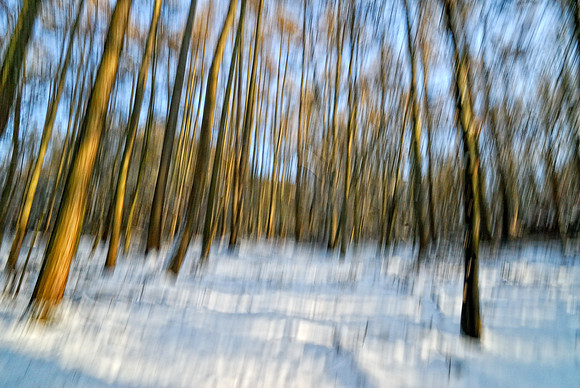 Bradenham wood
