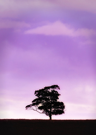 Lone tree