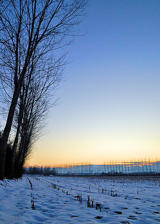Savaigliano field