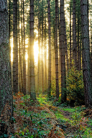 Tall trees