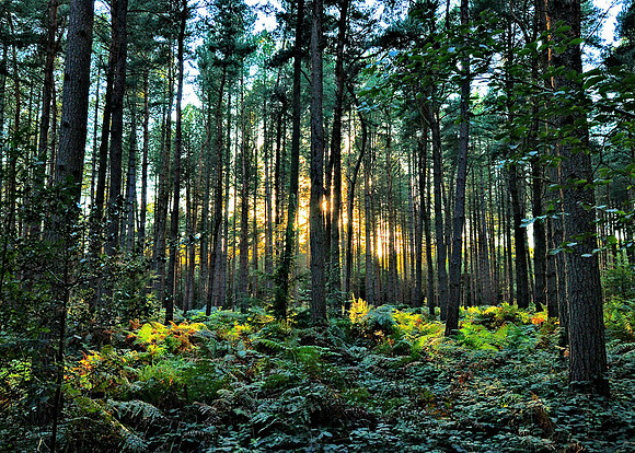Hillock Wood