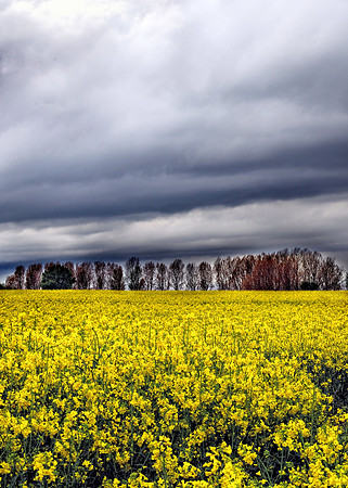 Yellow spring 1