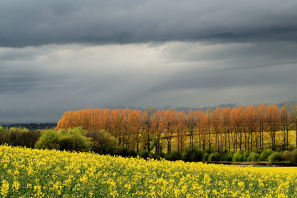 Yellow spring 2