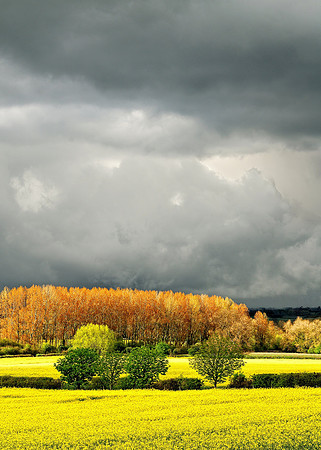 Yellow spring 3