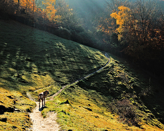 Walking the dog