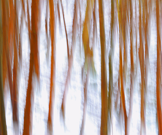 Winter Browns