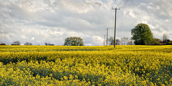 A yellow spring