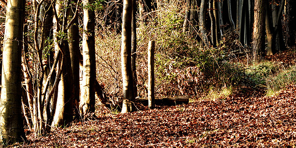 Bradenham wood
