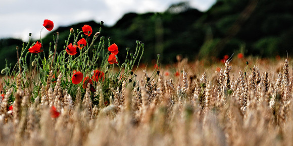 Corn field