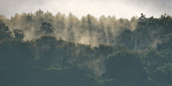 Hillock Wood autumn fog