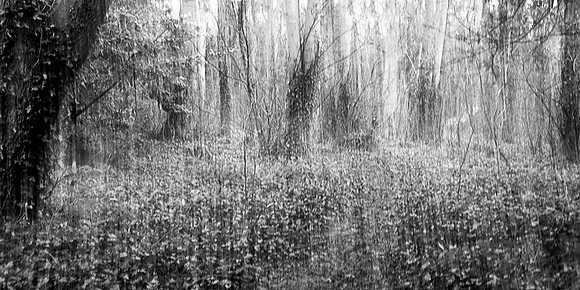 Wild wood
