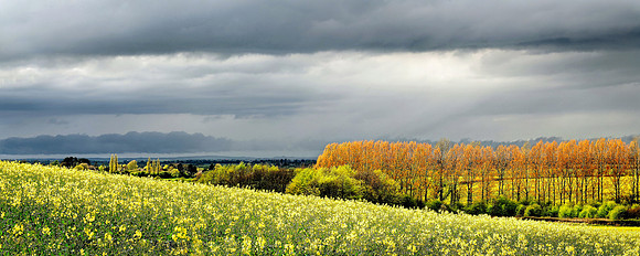 Yellow spring 4