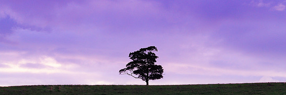 One Tree