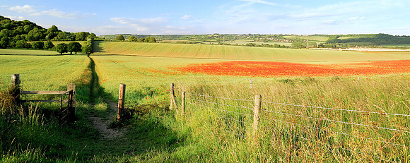 Poppy field