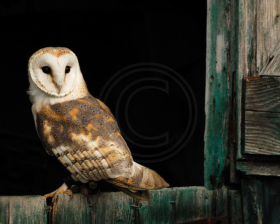 Barn Owl