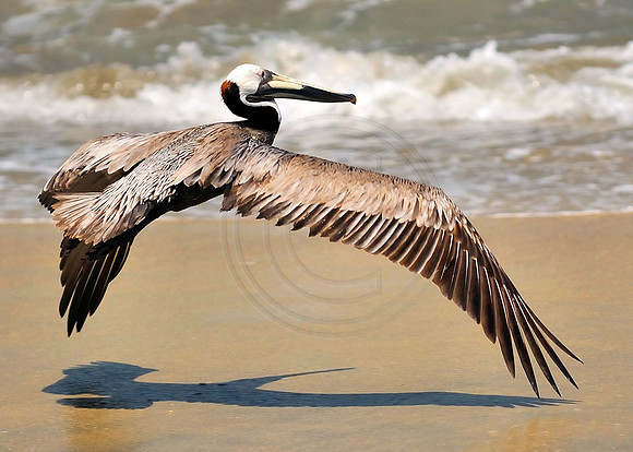 Brown Pelican rising