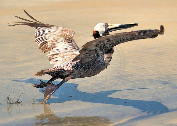 Brown Pelican running