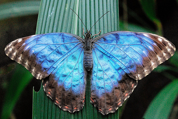 Bluemorpho
