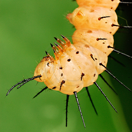 Spinny maggot