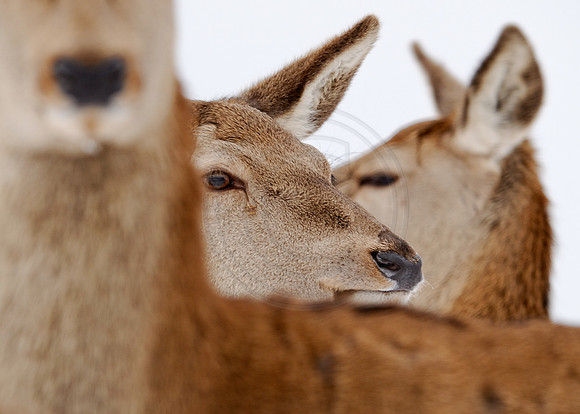 Deer oh deer oh deer