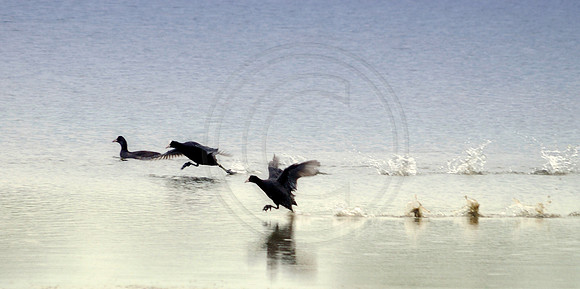 Running on water