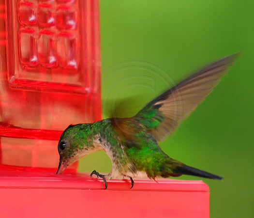 Feeding Station