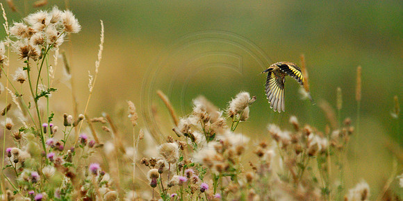Green Finch