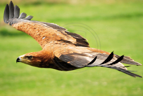 Glide Path