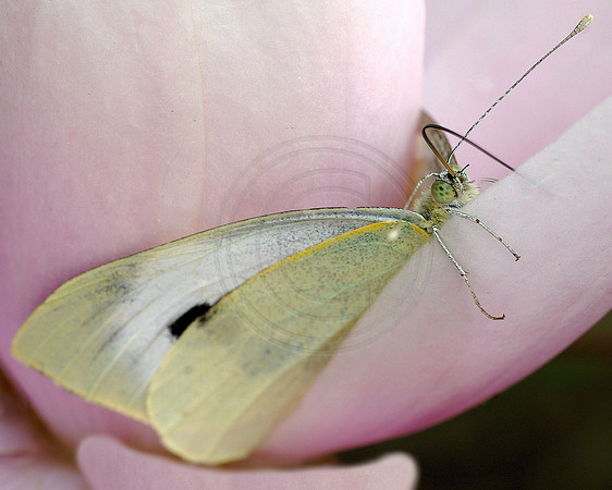 Guilding the lilly