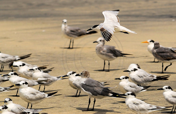 Gulls