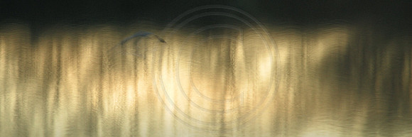 Heron flies by