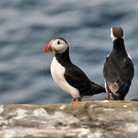 Puffins