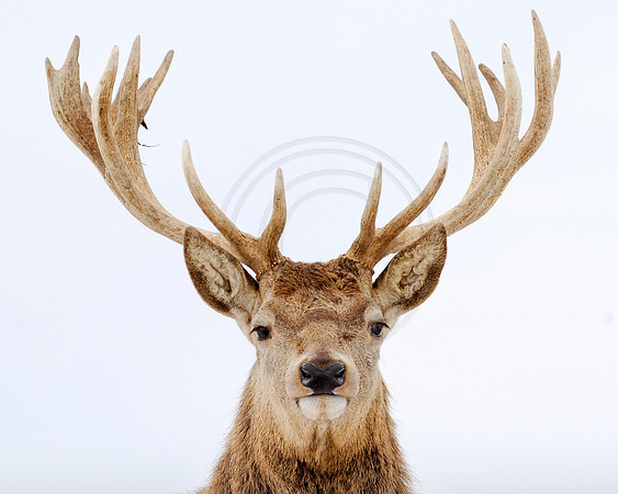 Red deer stag