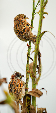 Reed Bunting
