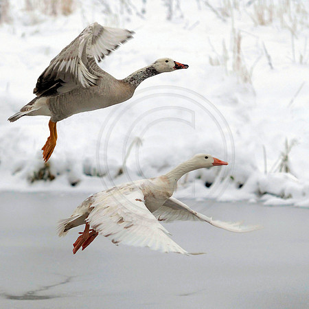 Young geese on the up